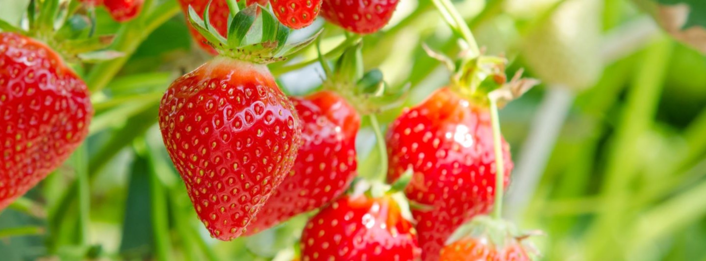 Pflanzenschutz bei Erdbeeren